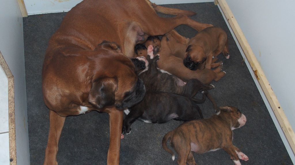 chiot Boxer De La Petite Forge